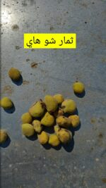 عسل القرم - Image 6