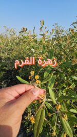 عسل القرم - Image 5