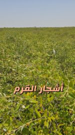 عسل القرم - Image 7